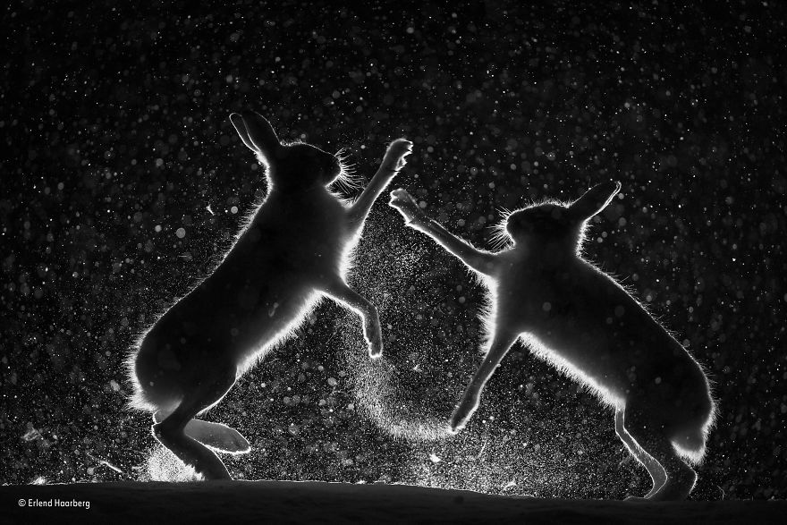 'Snow Spat' By Erlend Haarberg, Norway, Black And White Finalist
