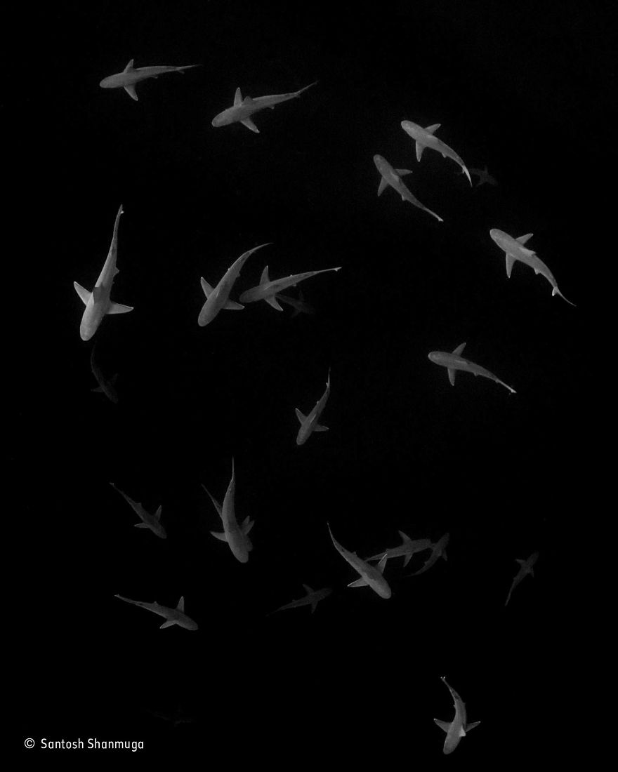 'A Whorl Of Sharks' By Esantosh Shanmuga, USA, Black And White Finalist