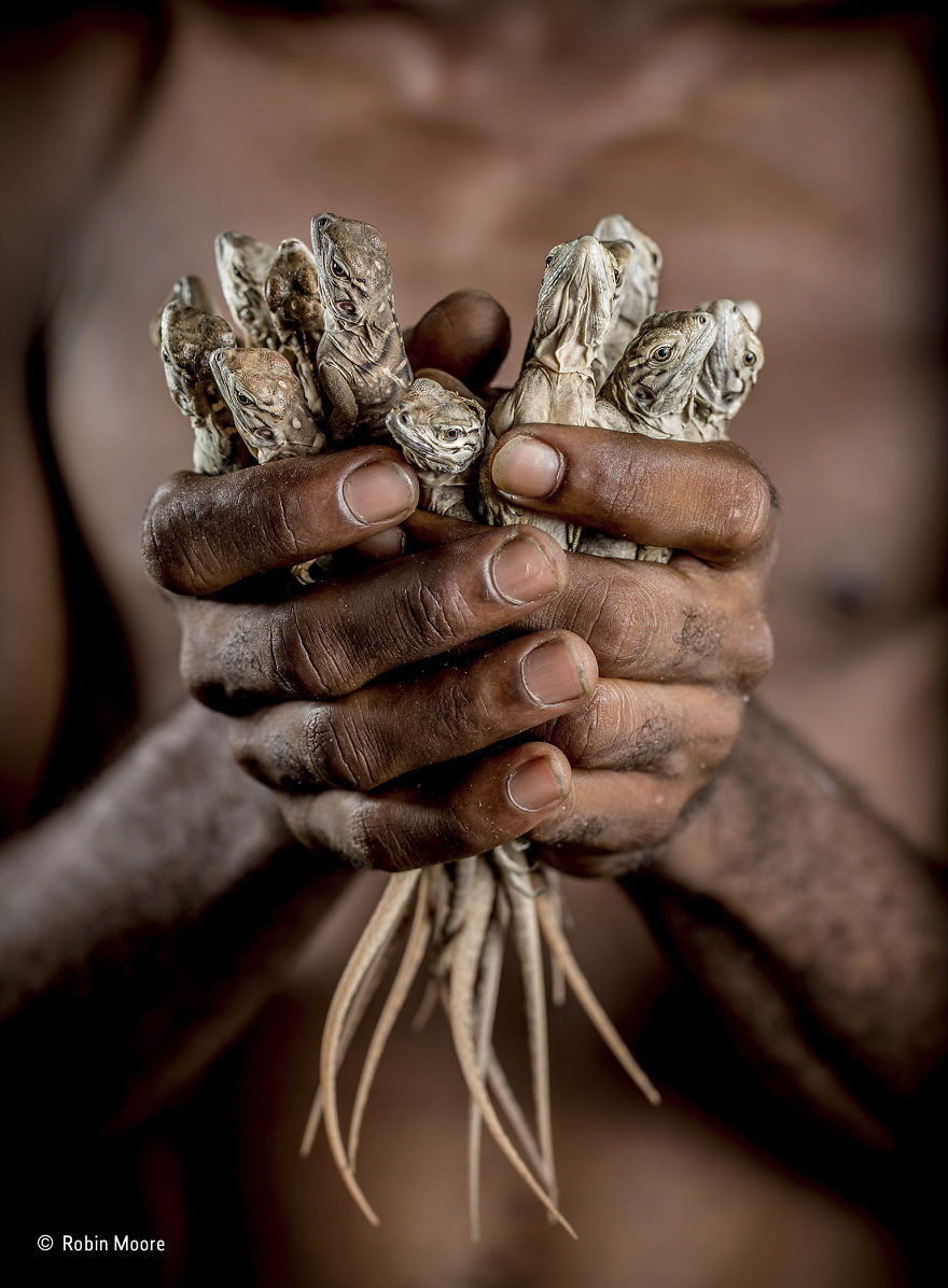 'Handled With Care' By Robin Moore, UK, The Wildlife Photojournalist Award: Single Image Finalist
