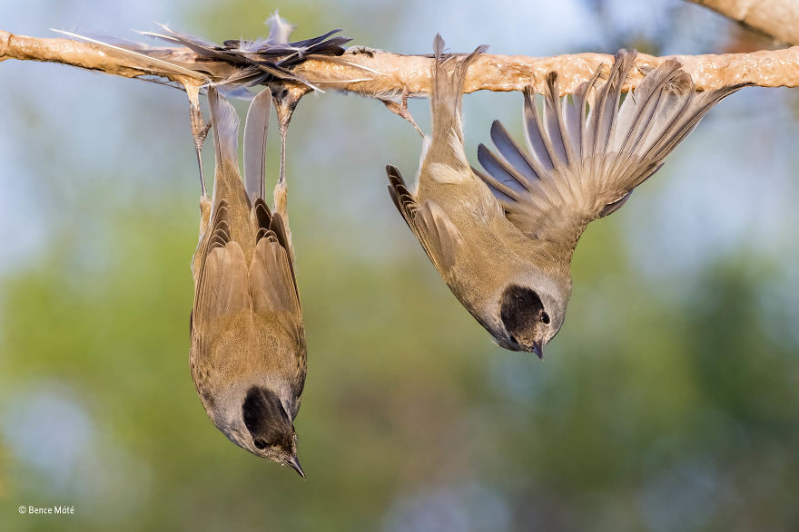 'The Bird Rack' By Bence Máté, Hungary, The Wildlife Photojournalist Award: Single Image Finalist