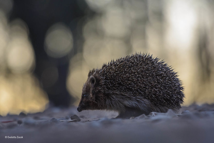 'Road Hog' By Evalotta Zacek, Estonia, 10 Years And Under Finalist