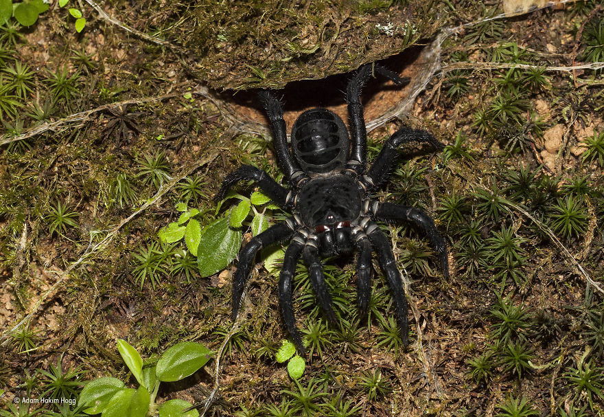 'The Make-You-Jump Spider' By Adam Hakim Hogg, Malaysia, 10 Years And Under Finalist