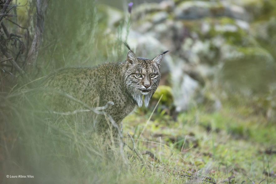 'Glimpse Of A Lynx' By Laura Albiac Vilas, Spain, 11–14 Years Old Finalist