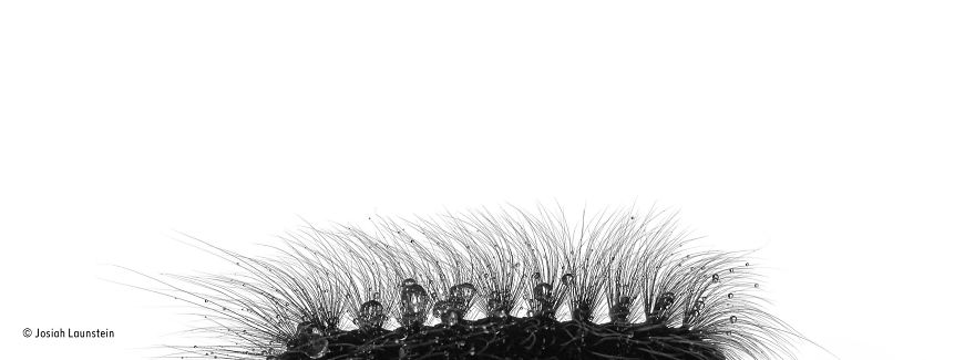 'The Hairy Raincoat' By Josiah Launstein, Canada, 11–14 Years Old Finalist