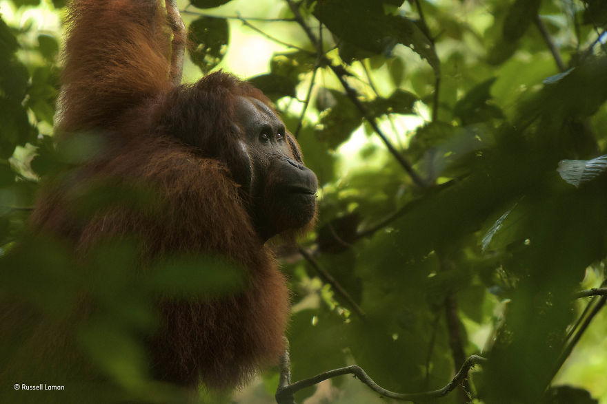 'Alfred In Contemplation' By Russell Laman, USA, 15–17 Years Old Finalist