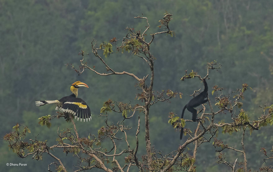 'Hornbill Losing Patience' By Dhanu Paran, India, 15–17 Years Old Finalist