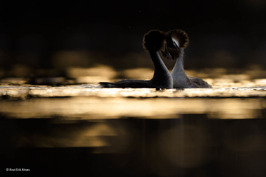 'An Elegant Affair' By Knut Erik Alnæs, Norway, 15–17 Years Old Finalist