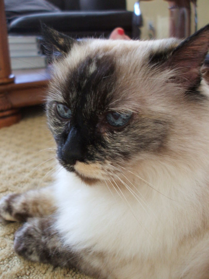 Close-up of a cat with blue eyes relaxing indoors, illustrating people sharing new pet names instead of original ones.