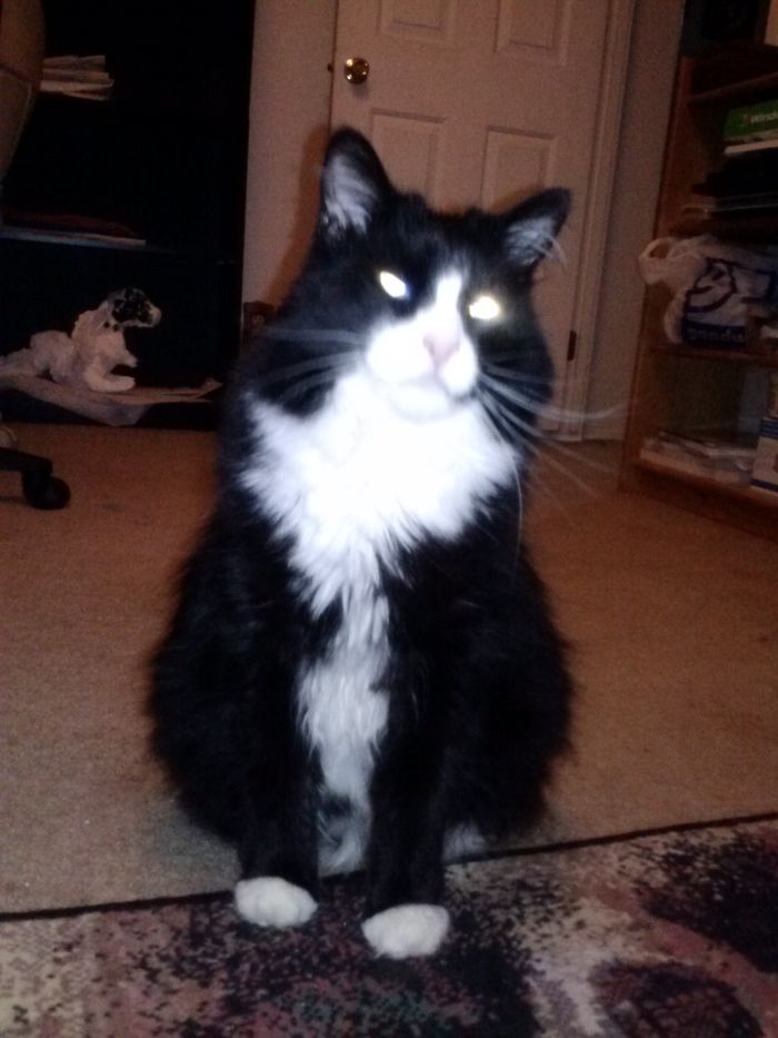 Black and white cat sitting indoors with glowing eyes, illustrating amusing new pet names people now call their pets.