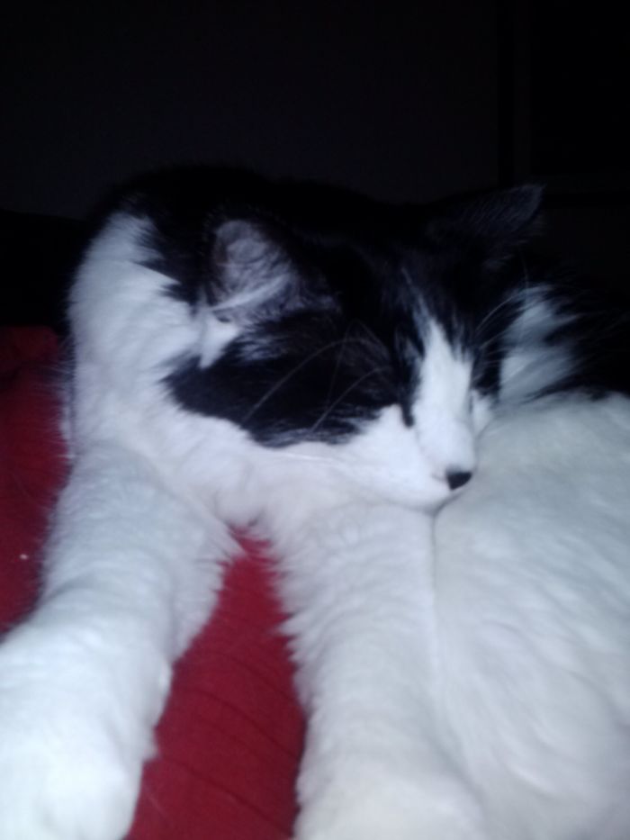 Black and white cat sleeping with front legs stretched out, illustrating people sharing new names they call their pets.