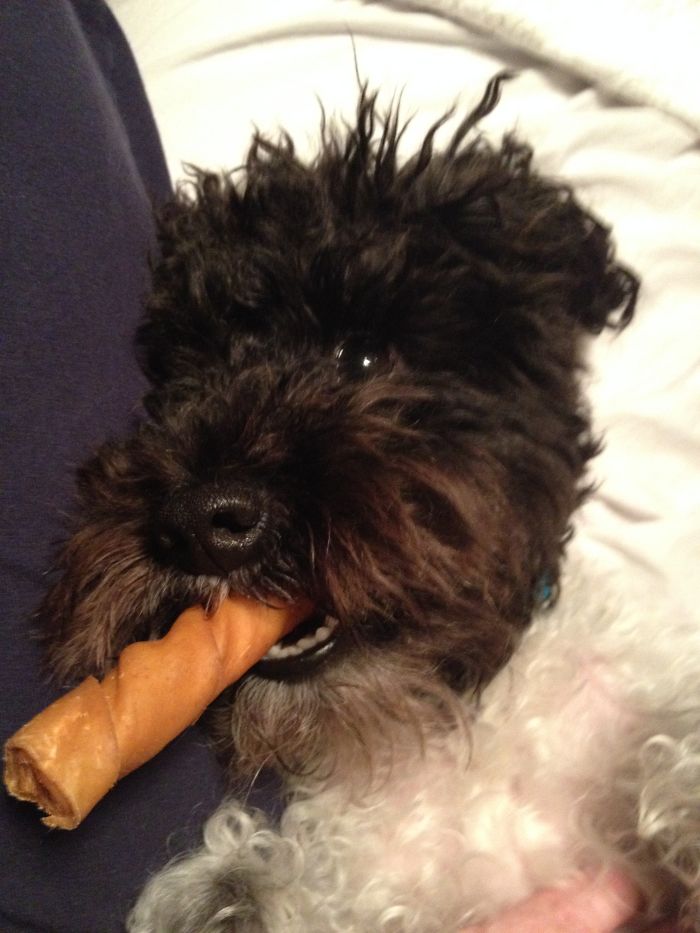 Small black and white dog with curly fur chewing on a treat, illustrating funny pet names shared by people.