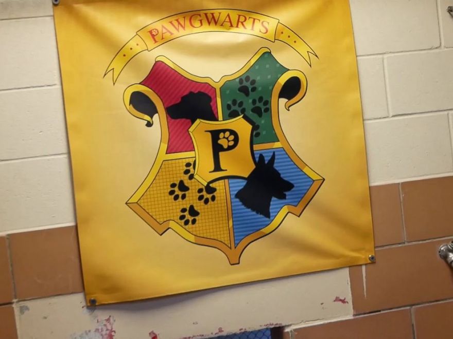 Animal Shelter Sorts Dogs Into Harry Potter "Pawgwarts" Houses To Encourage Adoption Based On Personality Rather Than Breed Animal Shelter Sorts Dogs Into Harry Potter "Pawgwarts" Houses To Encourage Adoption Based On Personality Rather Than Breed