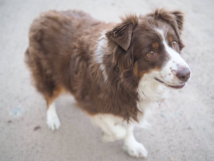 Brown and white dog looking up outdoors, capturing the theme of people sharing new names they call their pets.