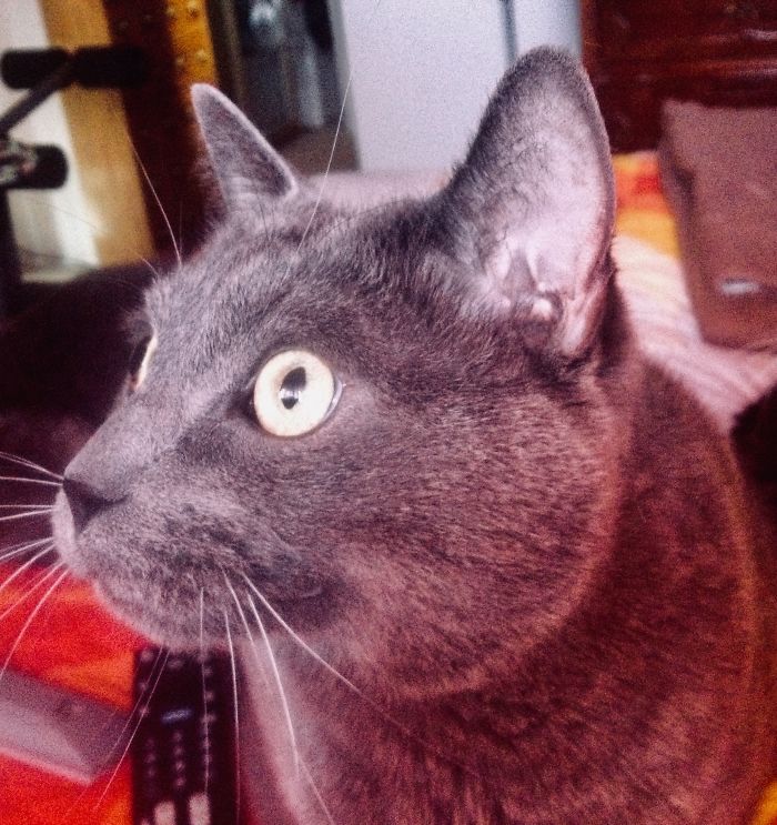Gray cat with bright eyes close-up, illustrating funny new names people call their pets instead of original ones.
