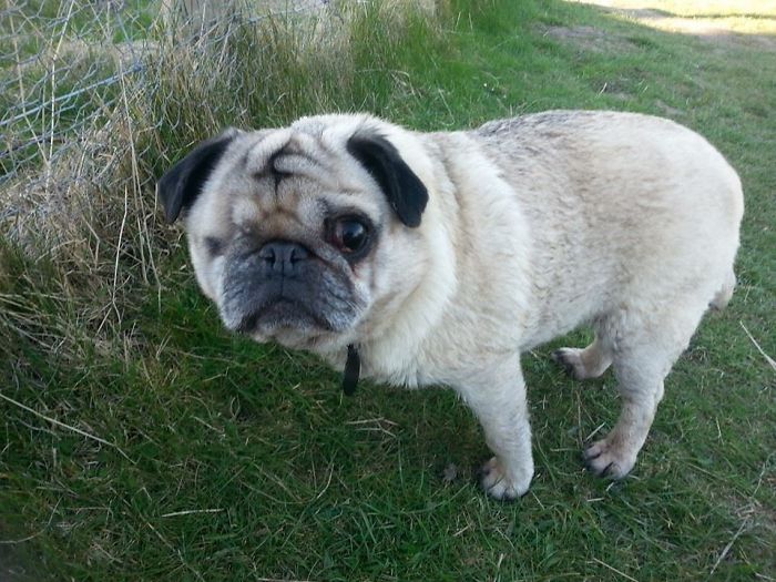 One-eyed pug standing on grass, representing funny new pet names shared instead of their original ones.