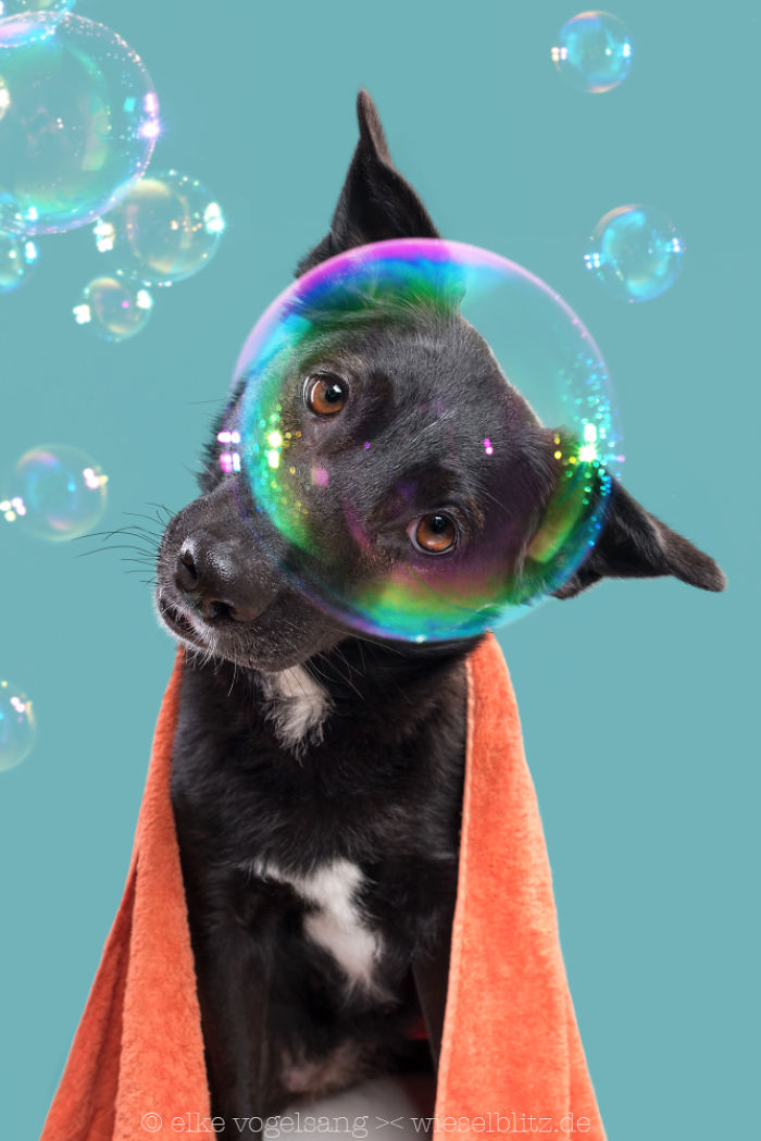 Playful And Character-Filled Photos Of Dogs Dressed For Bath Time