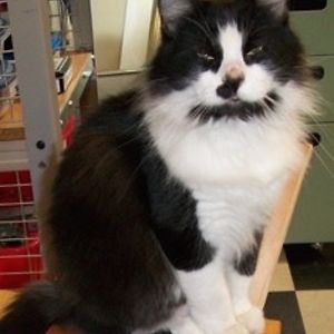 pdmorningstar888 avatar