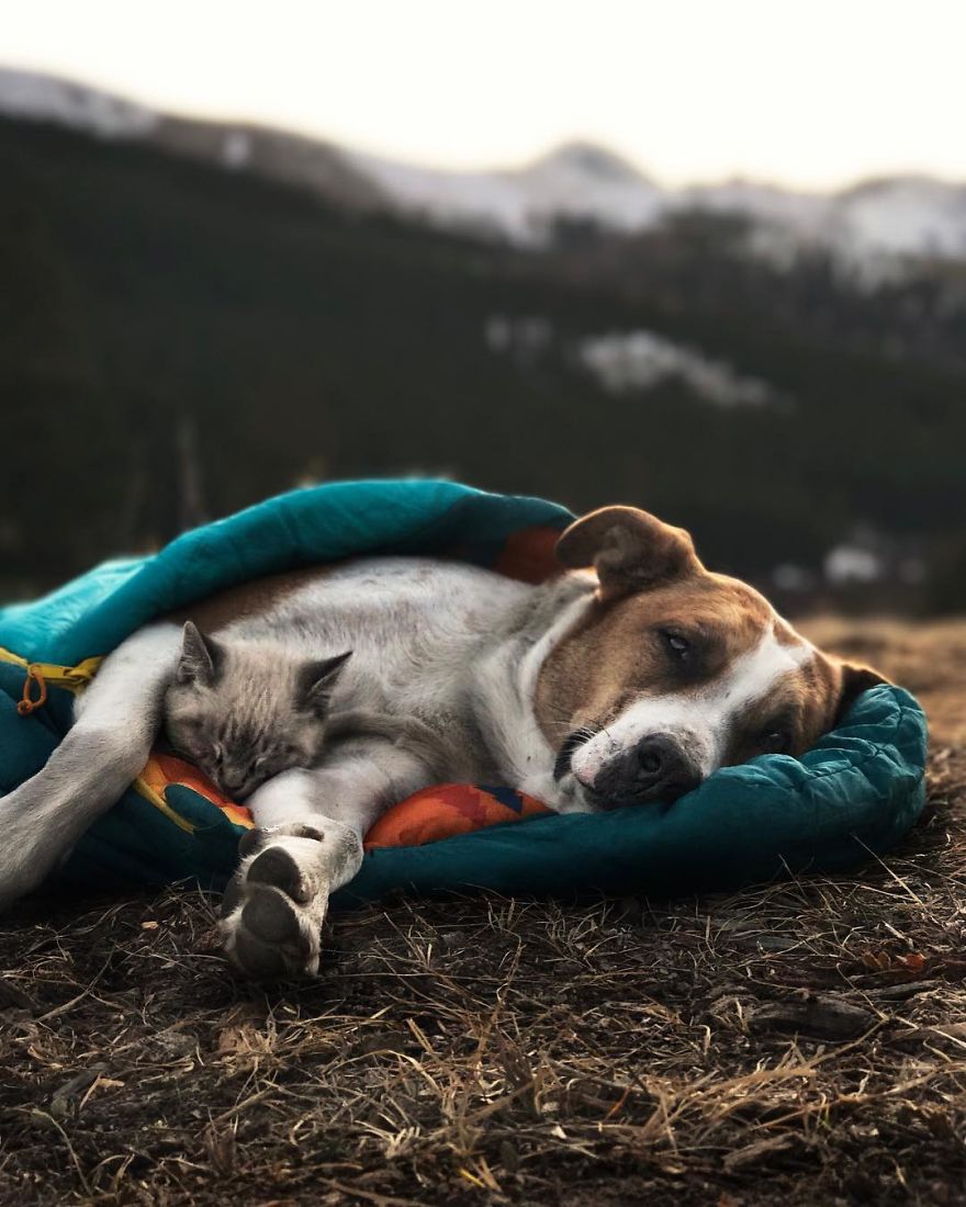 This Cat And Dog Love Travelling Together, And Their Pictures Are Absolutely Epic This Cat And Dog Love Travelling Together, And Their Pictures Are Absolutely Epic