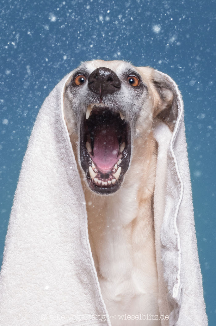 Playful And Character-Filled Photos Of Dogs Dressed For Bath Time