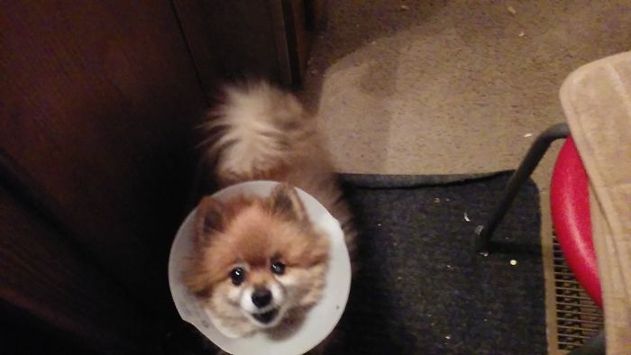 Our Rescue Pup Kodo.born With 1eye Smaller & Blind In That Eye.