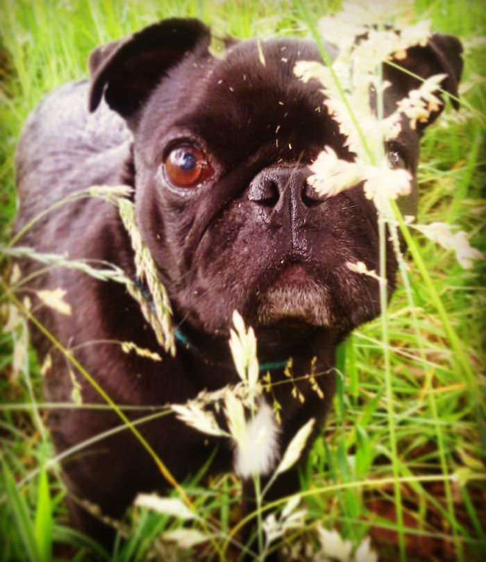 Close-up of a black dog hiding in grass, illustrating people sharing the names they now call their pets instead of the original.