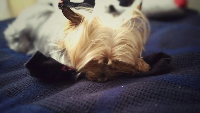 Small dog resting on a blanket, representing people sharing the names they now call their pets instead of the original one.