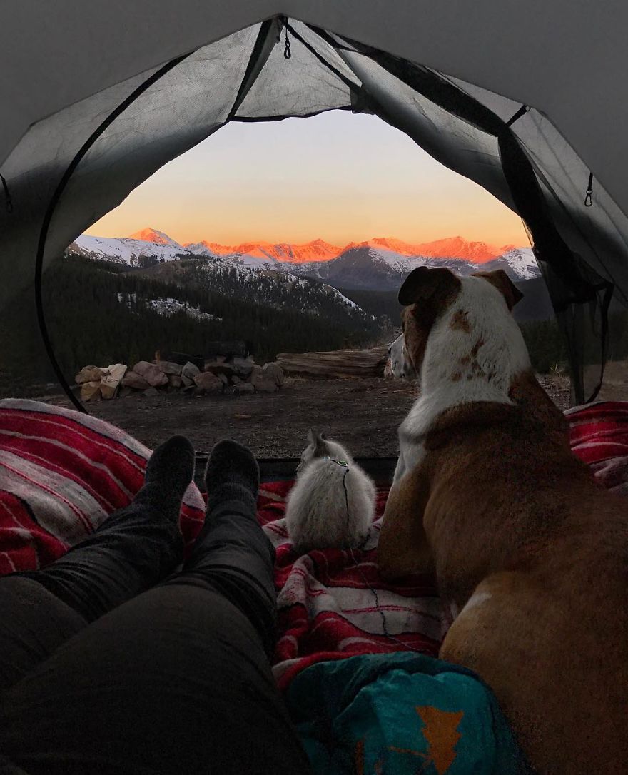 This Cat And Dog Love Travelling Together, And Their Pictures Are Absolutely Epic This Cat And Dog Love Travelling Together, And Their Pictures Are Absolutely Epic
