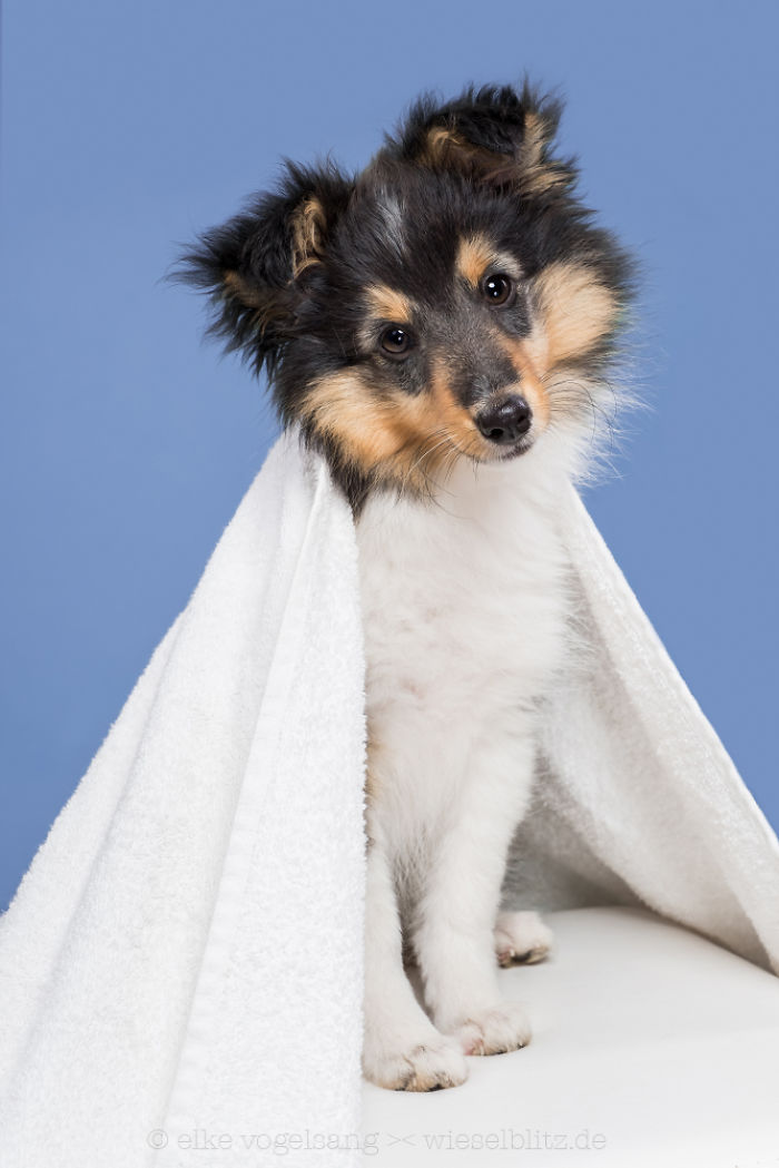 Playful And Character-Filled Photos Of Dogs Dressed For Bath Time Playful And Character-Filled Photos Of Dogs Dressed For Bath Time