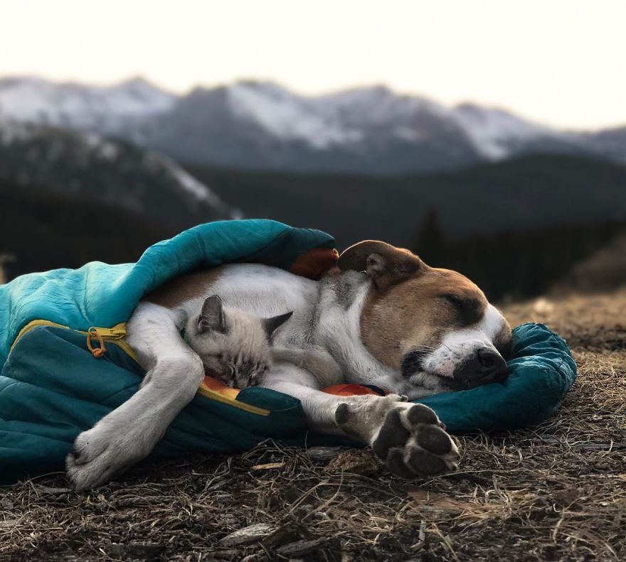 This Cat And Dog Love Travelling Together, And Their Pictures Are Absolutely Epic This Cat And Dog Love Travelling Together, And Their Pictures Are Absolutely Epic