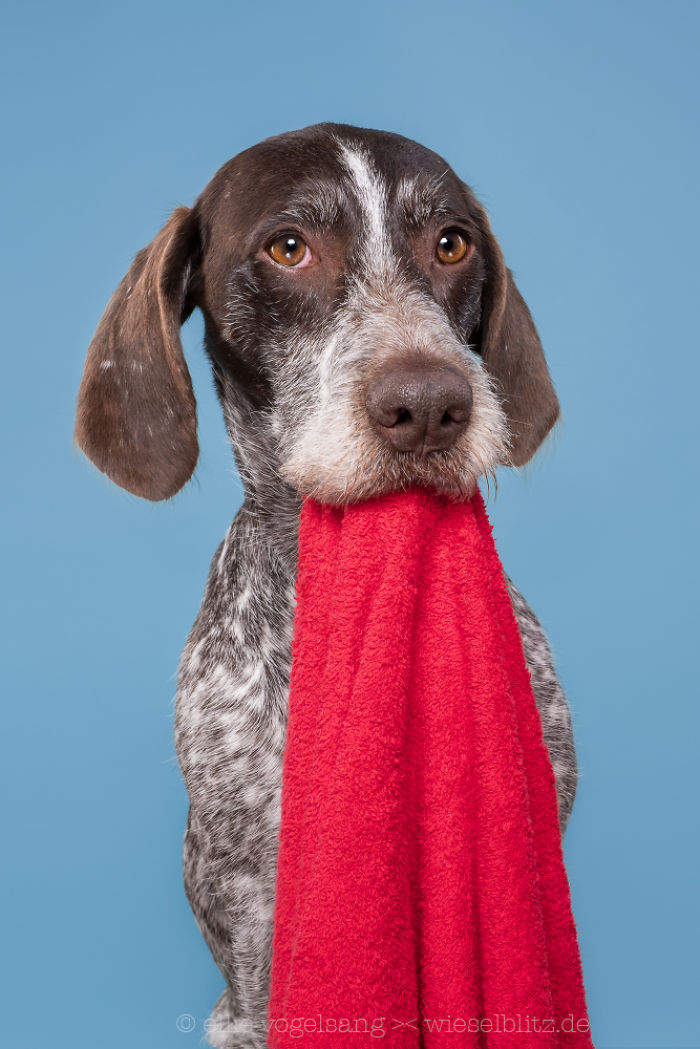 Playful And Character-Filled Photos Of Dogs Dressed For Bath Time