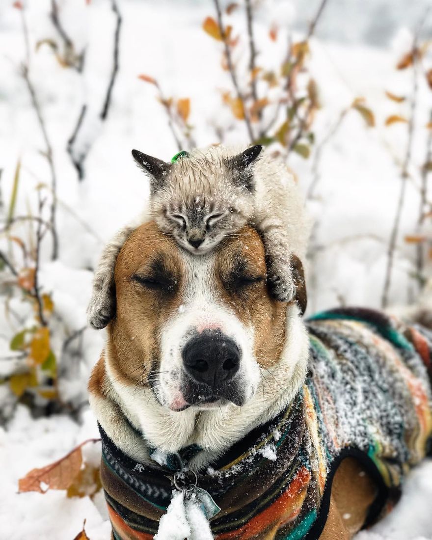 This Cat And Dog Love Travelling Together, And Their Pictures Are Absolutely Epic This Cat And Dog Love Travelling Together, And Their Pictures Are Absolutely Epic