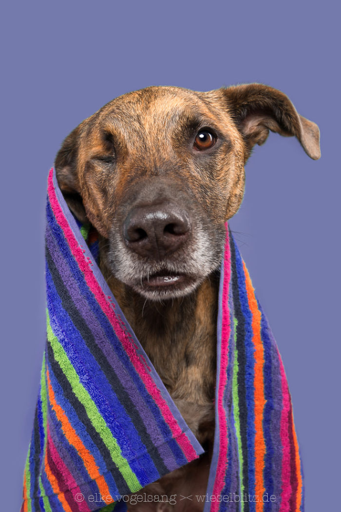 Playful And Character-Filled Photos Of Dogs Dressed For Bath Time Playful And Character-Filled Photos Of Dogs Dressed For Bath Time