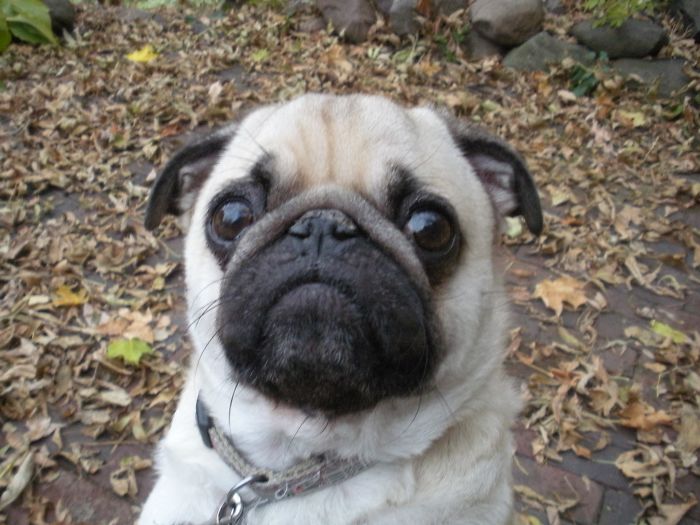 Pug with big eyes wearing collar outdoors on autumn ground, illustrating funny pet names people now call their pets.