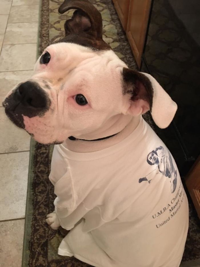 A white and brown dog wearing a white shirt, representing people sharing the names they now call their pets.