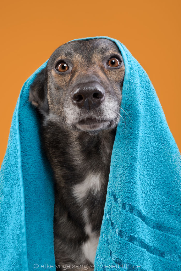 Playful And Character-Filled Photos Of Dogs Dressed For Bath Time