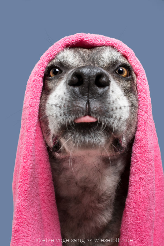 Playful And Character-Filled Photos Of Dogs Dressed For Bath Time Playful And Character-Filled Photos Of Dogs Dressed For Bath Time