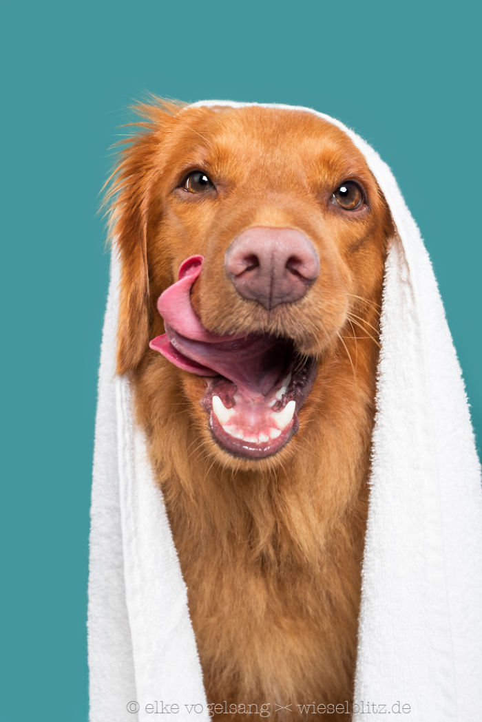 Playful And Character-Filled Photos Of Dogs Dressed For Bath Time