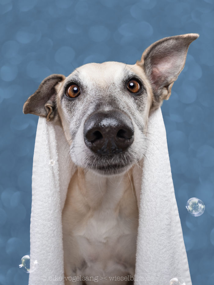 Playful And Character-Filled Photos Of Dogs Dressed For Bath Time