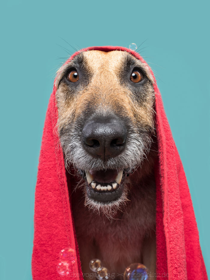 Playful And Character-Filled Photos Of Dogs Dressed For Bath Time