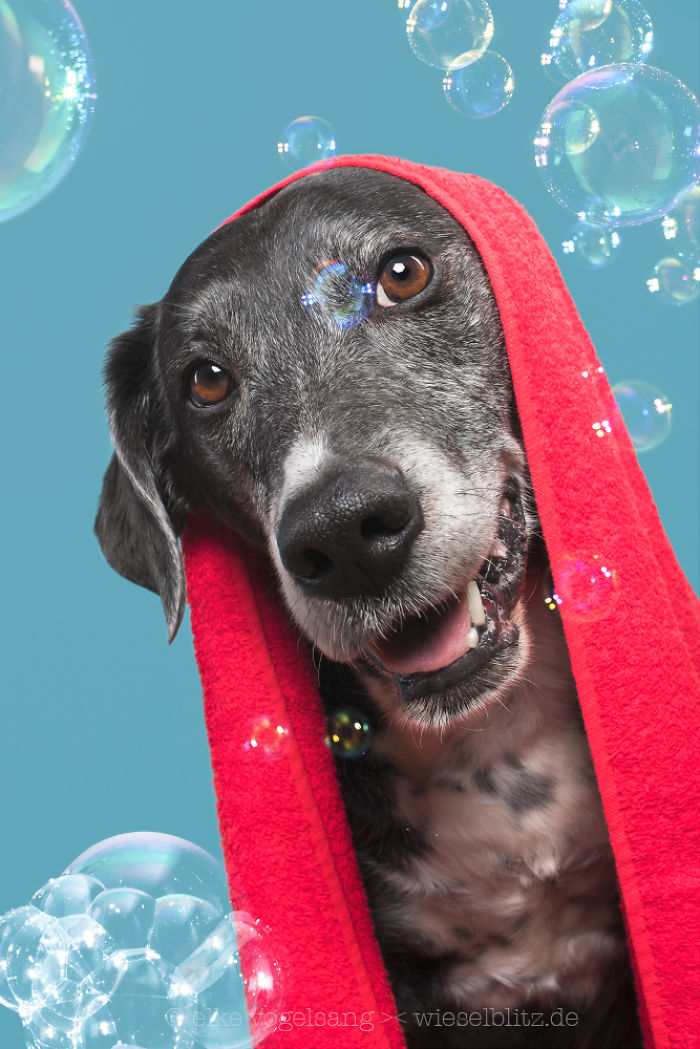 Playful And Character-Filled Photos Of Dogs Dressed For Bath Time Playful And Character-Filled Photos Of Dogs Dressed For Bath Time