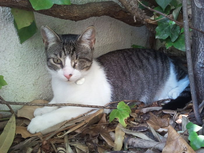 Meet Morgan, The Wonder Cat