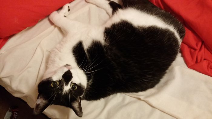 Black and white cat lying on a white blanket, showcasing pets with new hilarious names owners now call them.