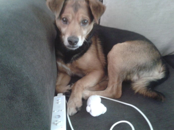 Small dog lying on a couch next to a gaming controller, illustrating people sharing new names they call their pets.