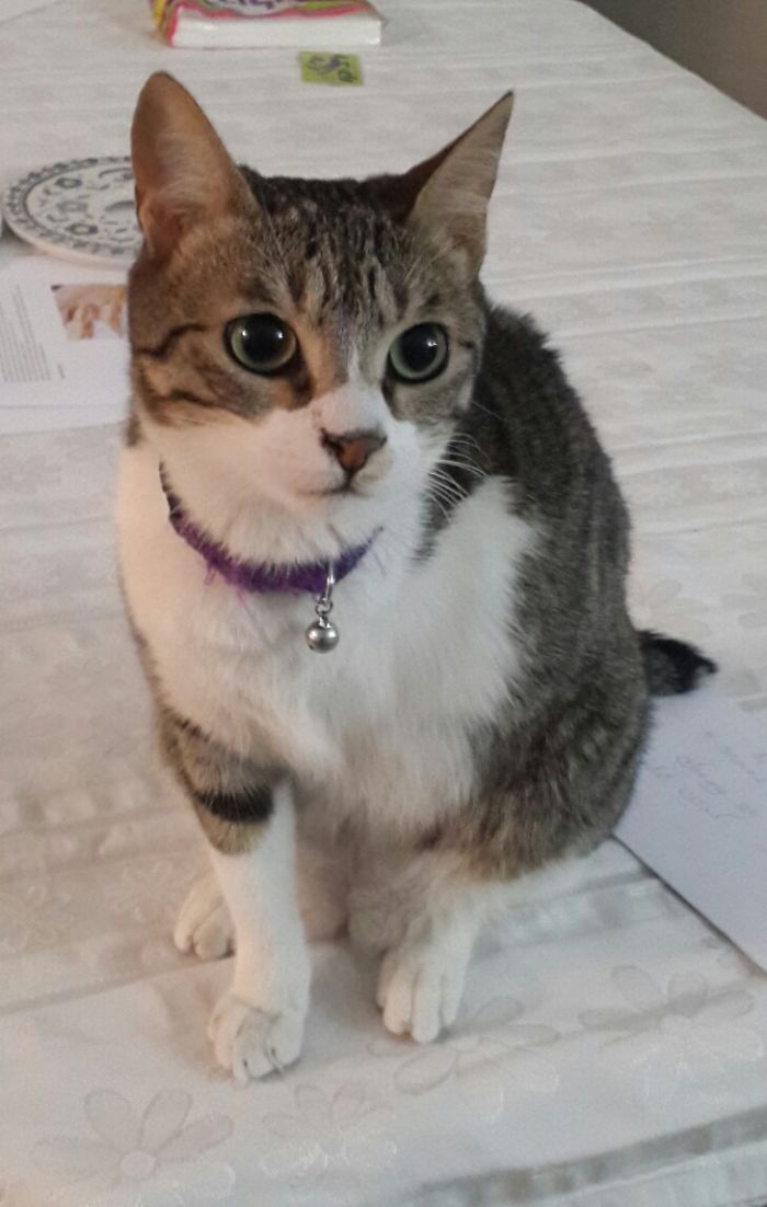 Chassis, Adopted From Thw Vet Where She Had Her Leg And Half Her Tail Amputated At 1 Month Old After Being Stuck In The Engine Of A Car.