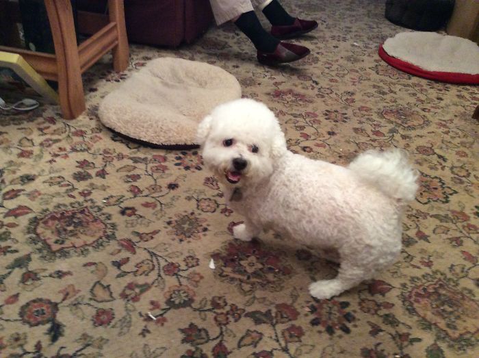 My Tri-Pawd. From Victim Of Neglect And Buse To Spoiled Rotten King Of The House,