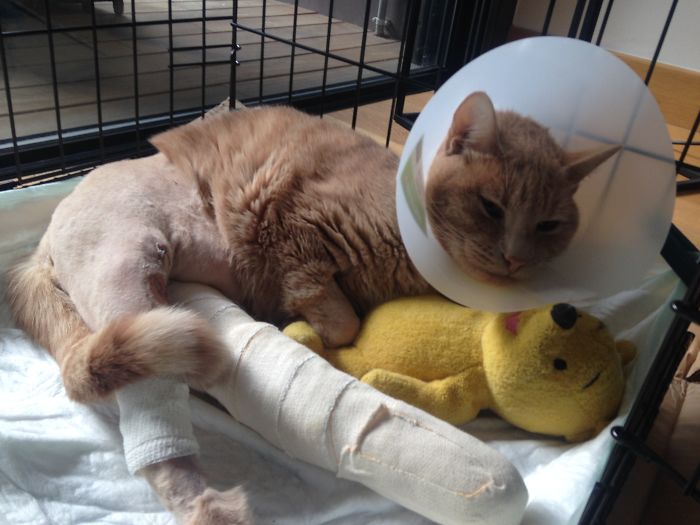 Leo's Cat Had Fallen From 5th Floor..