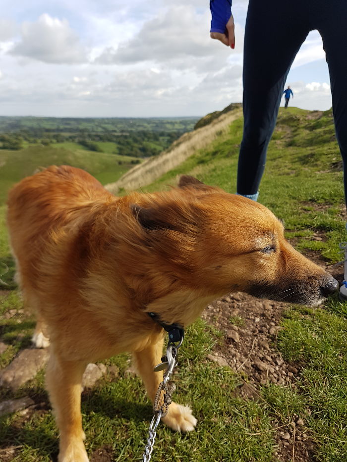 Small brown dog on a leash with wind blowing fur during a scenic hike, showing pet names shared by people.