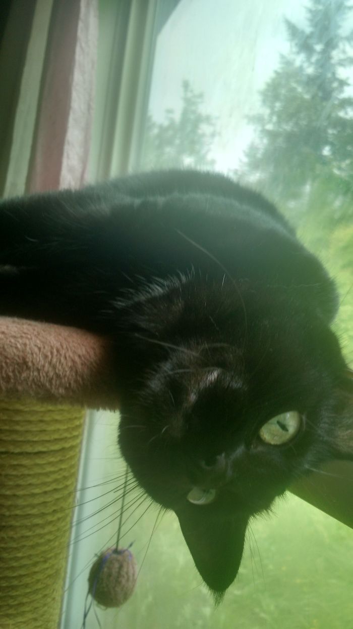 Black cat lying upside down on a perch near a window, showcasing playful pet names shared by people instead of originals.