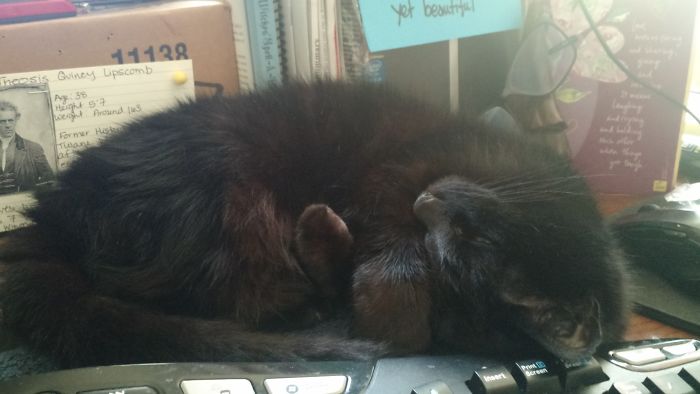 Black cat sleeping curled up on a desk keyboard, showcasing pets with new hilarious names shared by people.