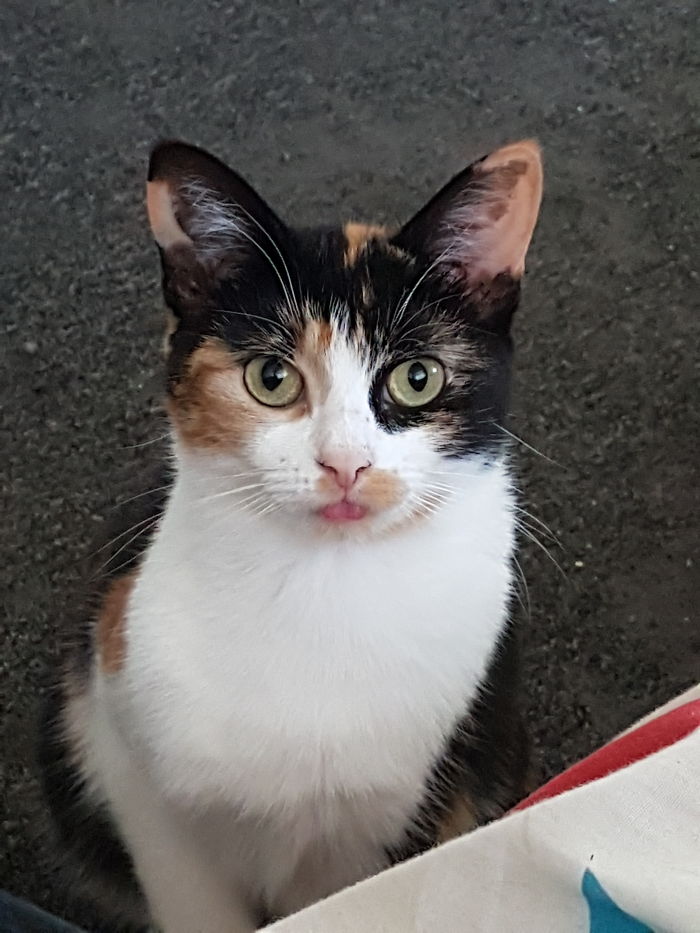 Calico cat with green eyes sticking out its tongue, illustrating funny pet names people now call their pets.